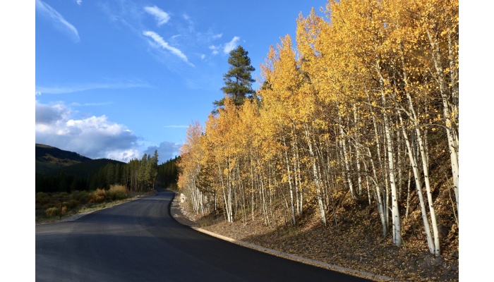 Fall Aspen Trees